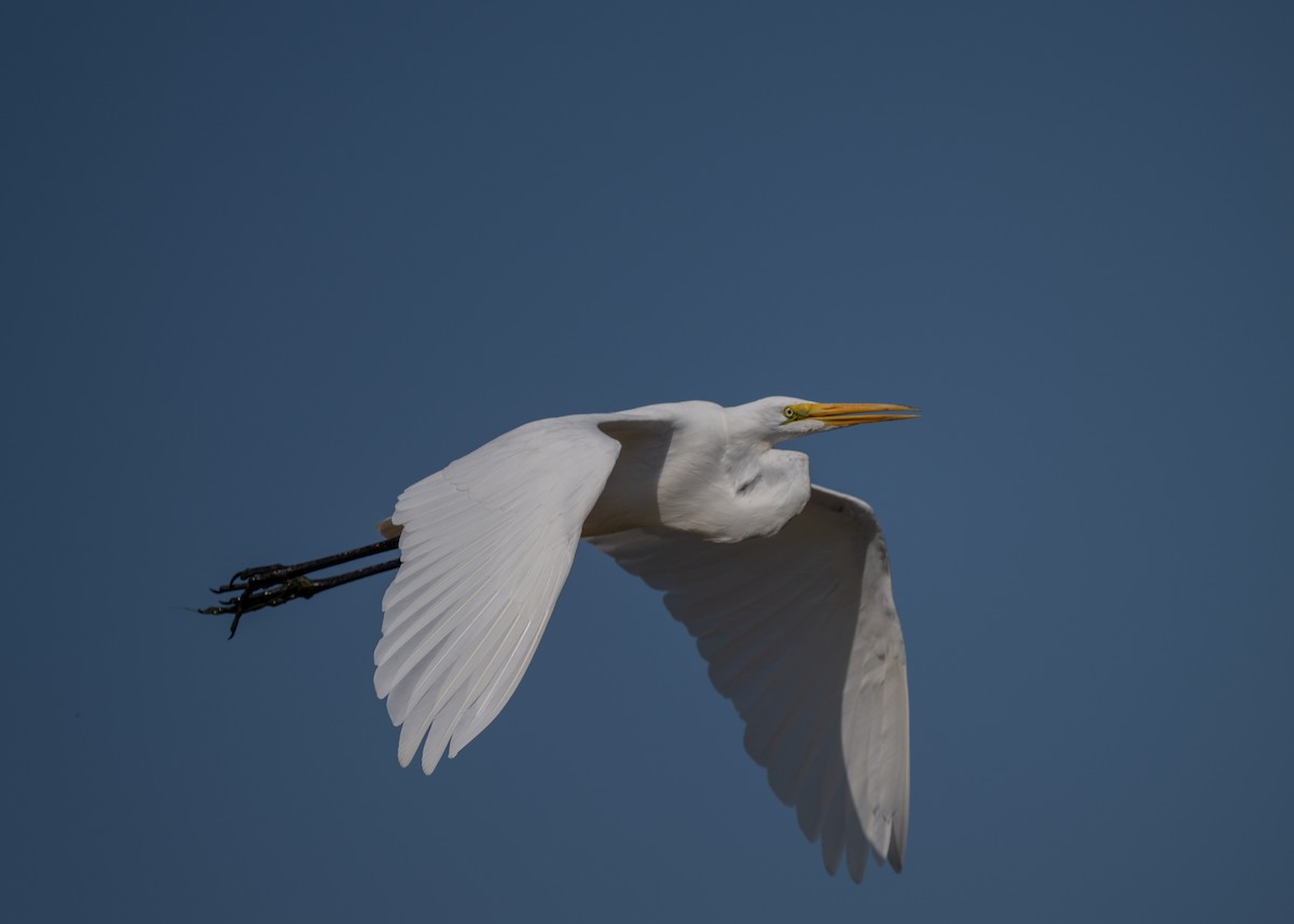 Great Egret - ML623960424