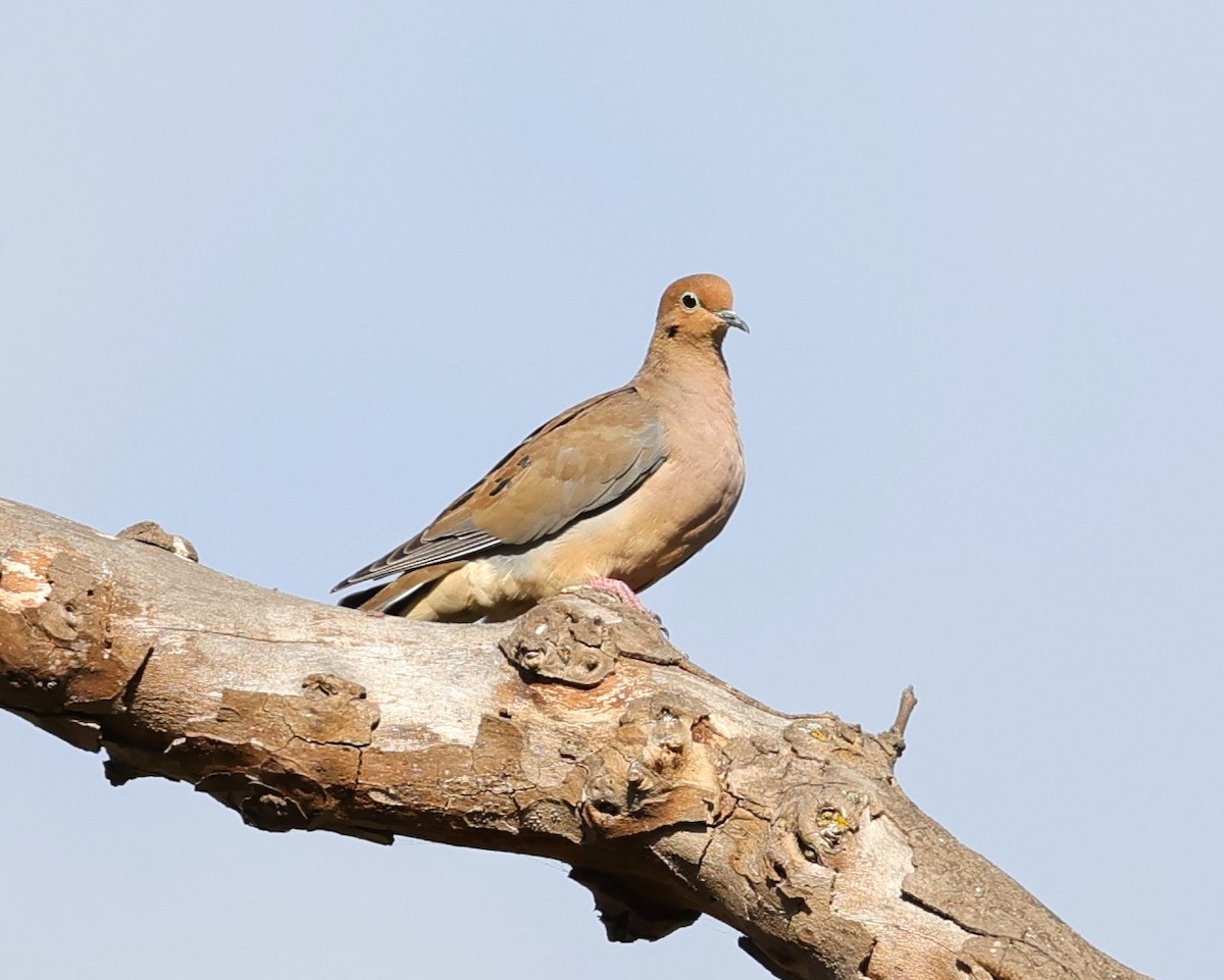 Mourning Dove - ML623960426