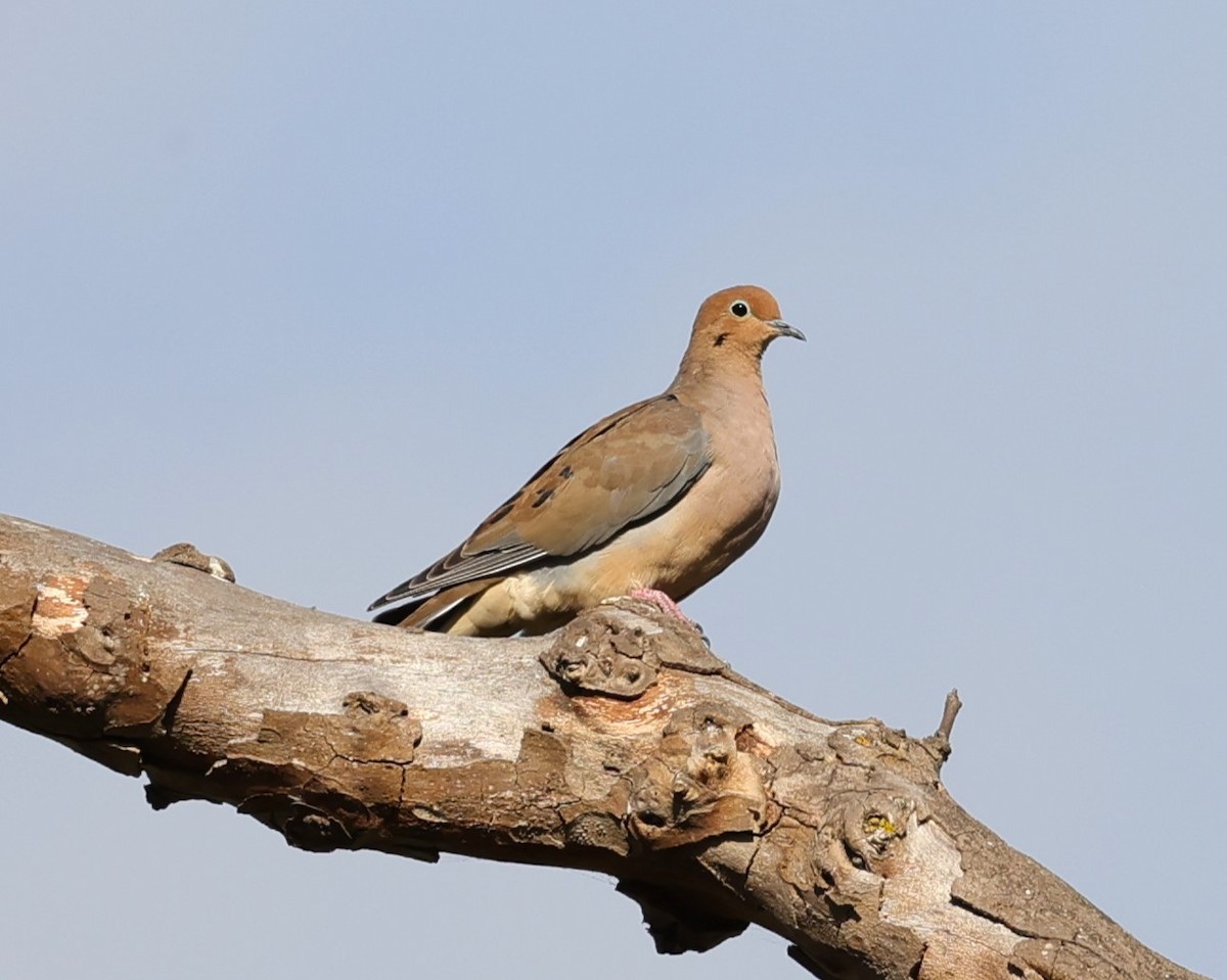 Mourning Dove - ML623960429