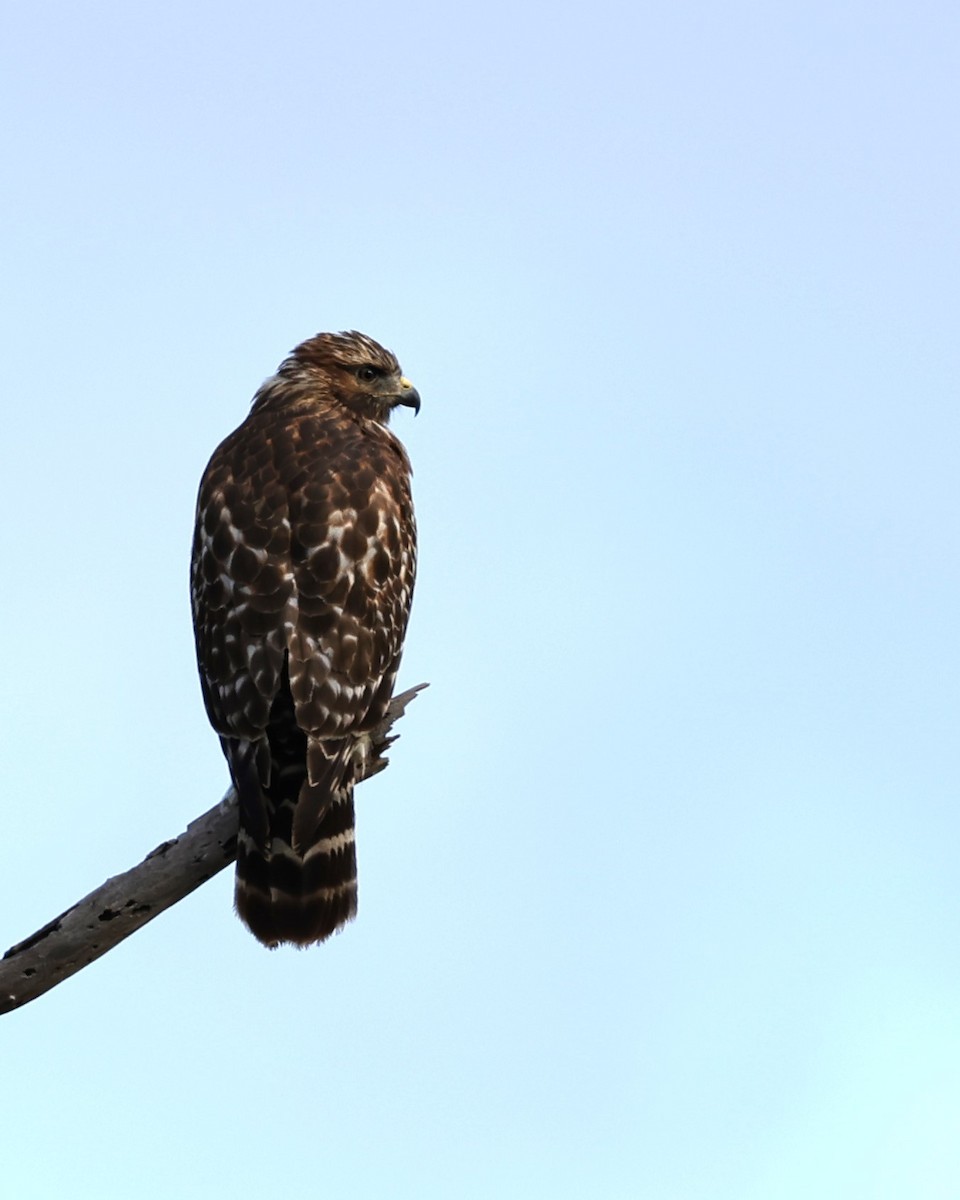 Red-shouldered Hawk - ML623960435