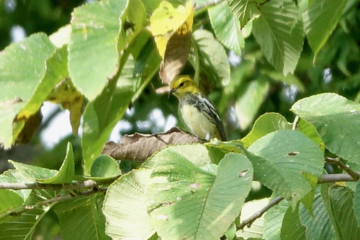 Black-throated Green Warbler - ML623960436