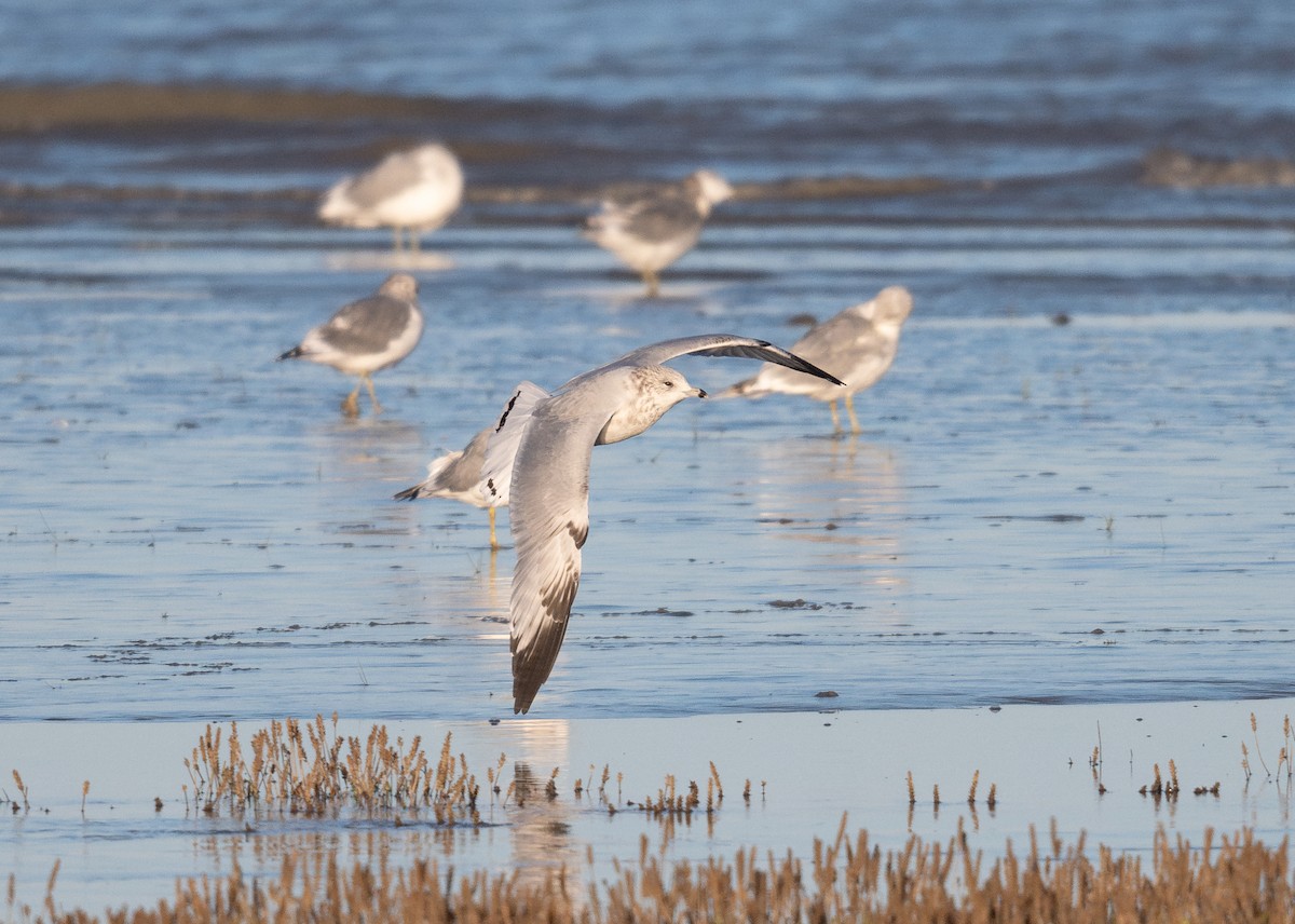 Ring-billed Gull - Buzz Scher