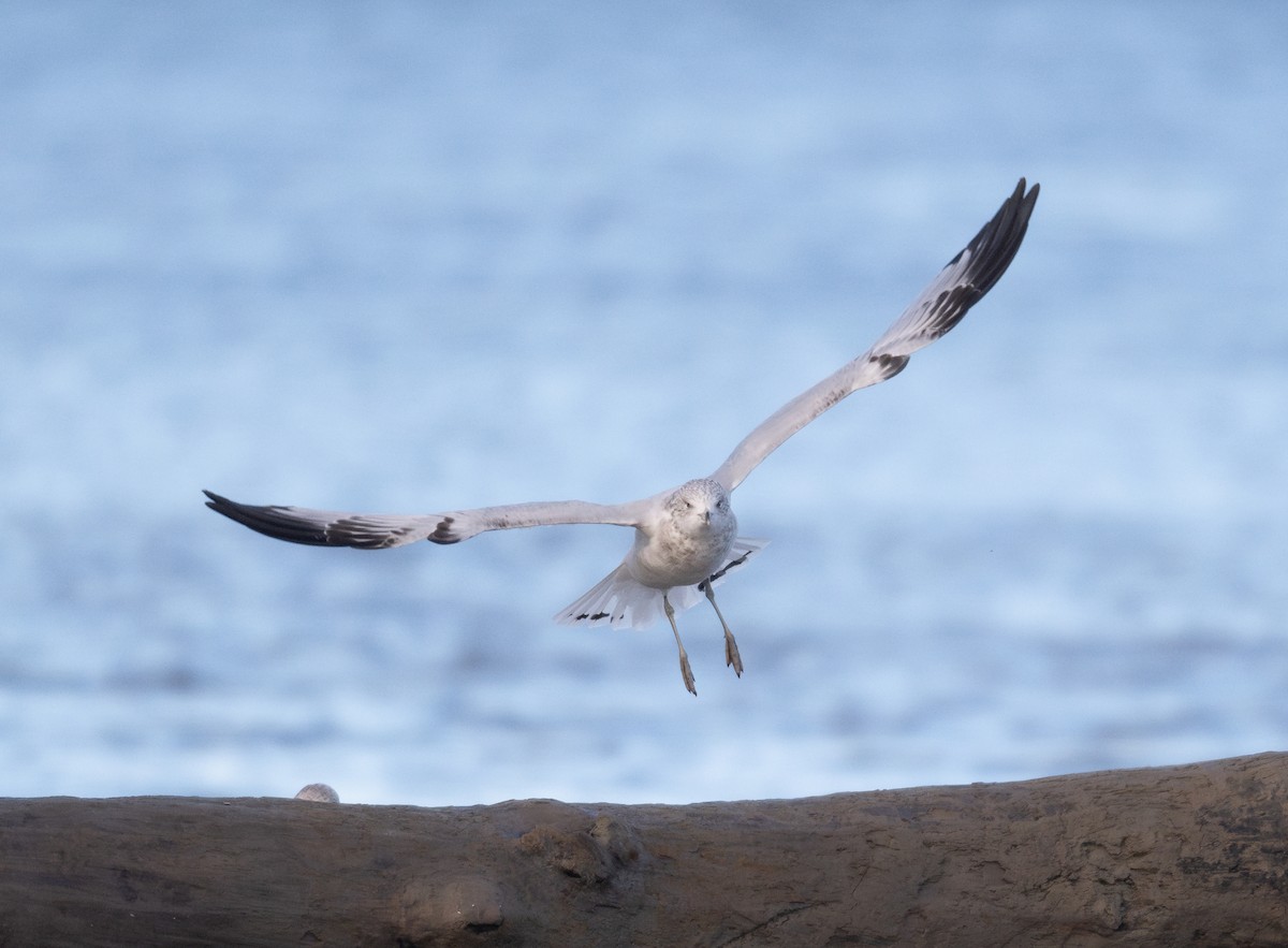 Ring-billed Gull - ML623960446