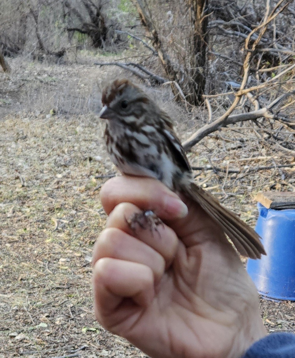 Song Sparrow - Suzanne Schwartze