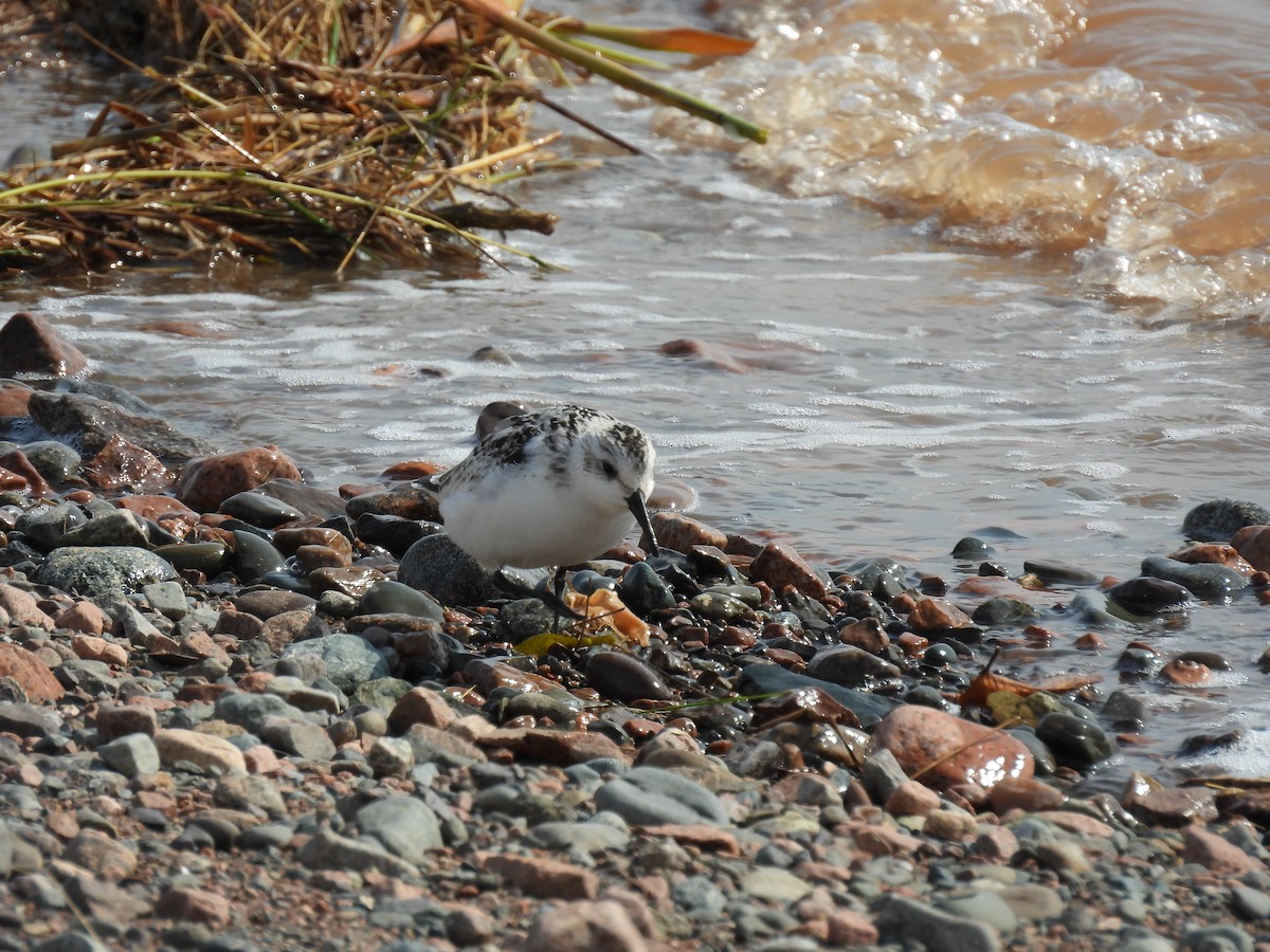 Bécasseau sanderling - ML623960470