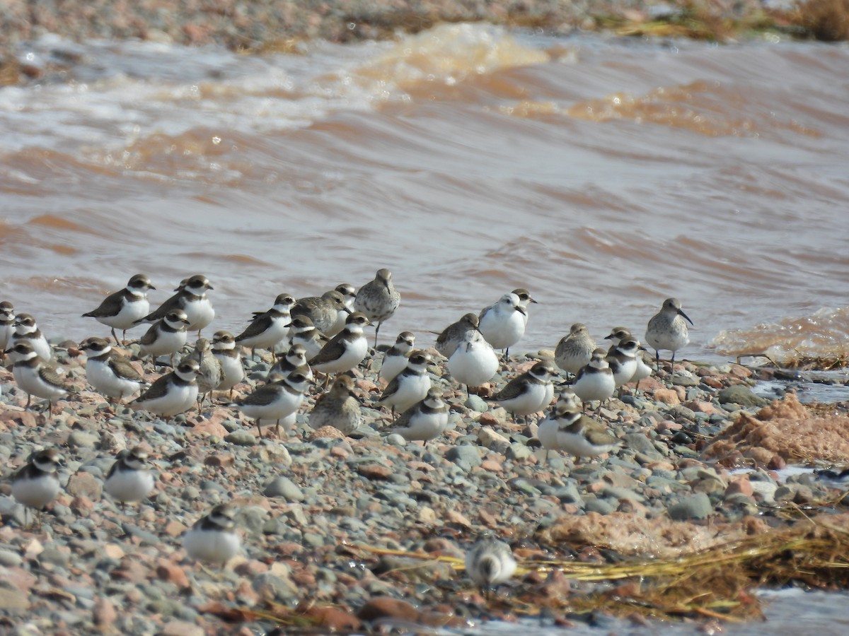 Bécasseau sanderling - ML623960471