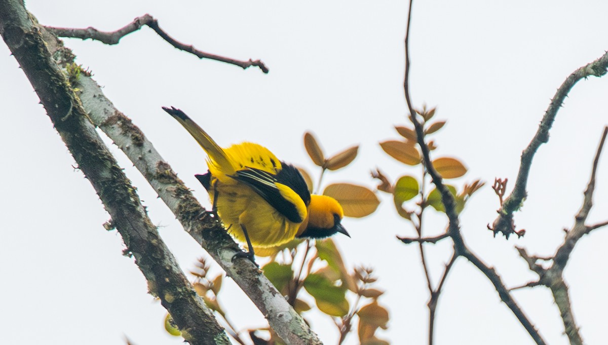 Yellow-tailed Oriole - ML623960472