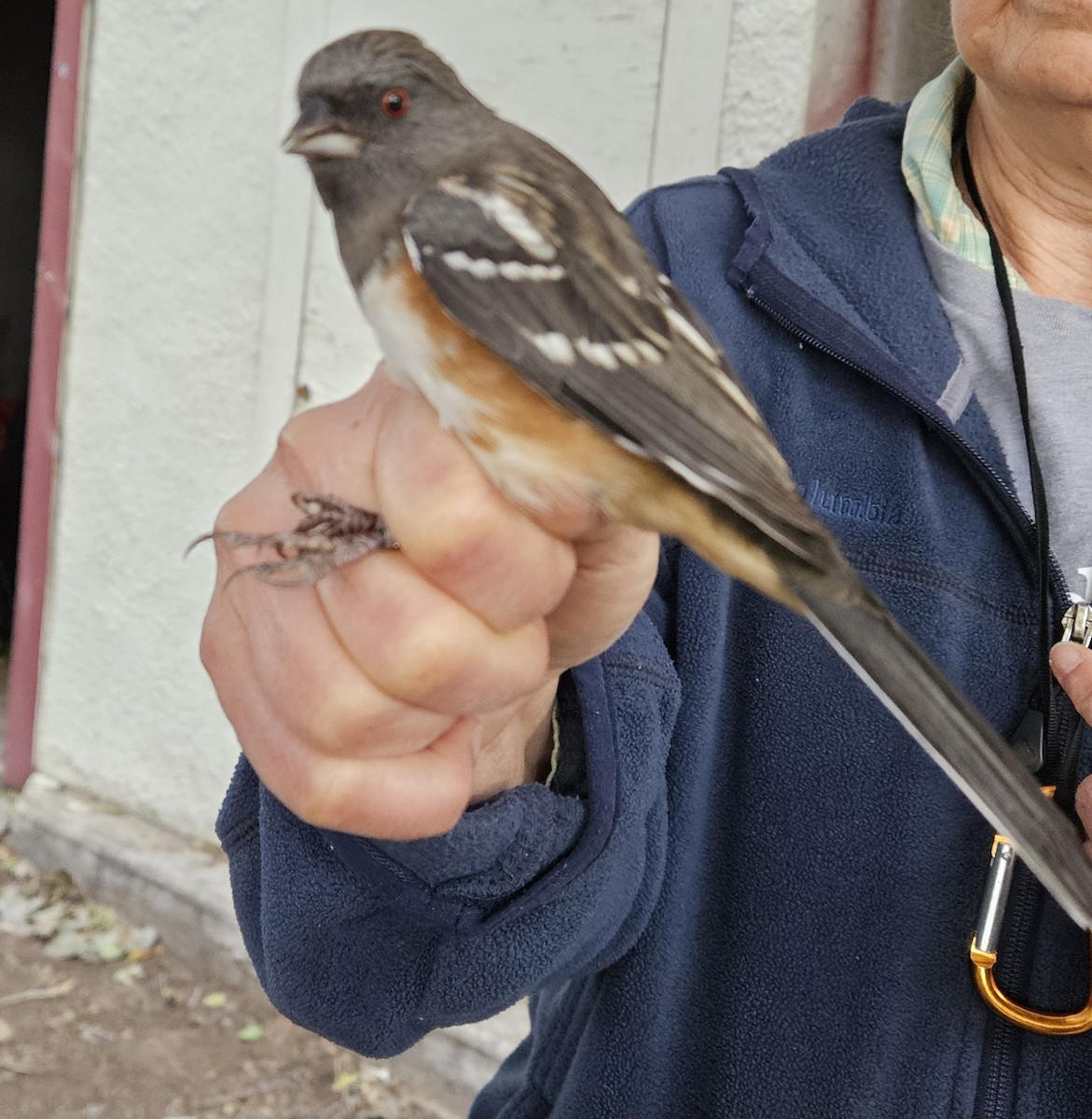 Spotted Towhee - ML623960476