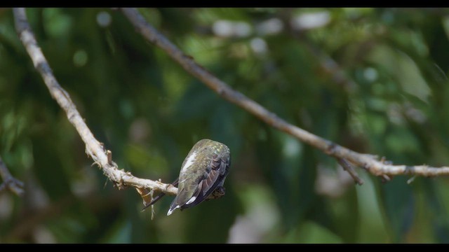 Plain-capped Starthroat - ML623960504