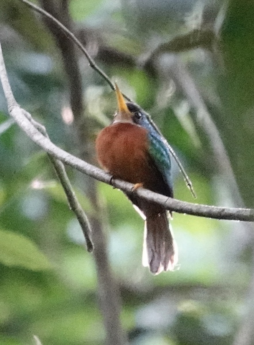 Yellow-billed Jacamar - Jill Punches