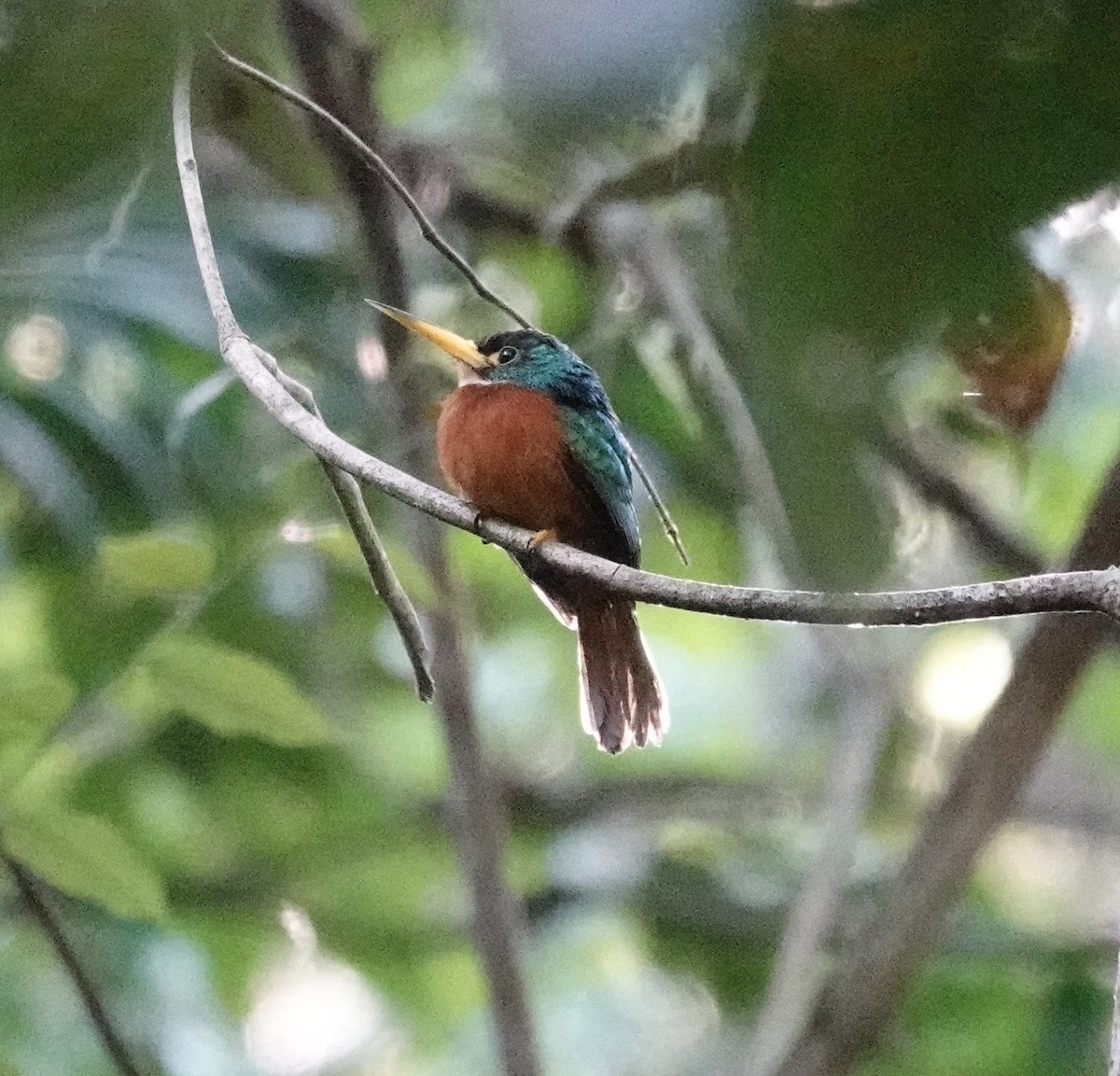 Yellow-billed Jacamar - ML623960508