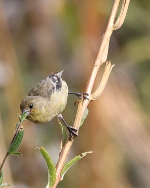 Lesser Goldfinch - ML623960511