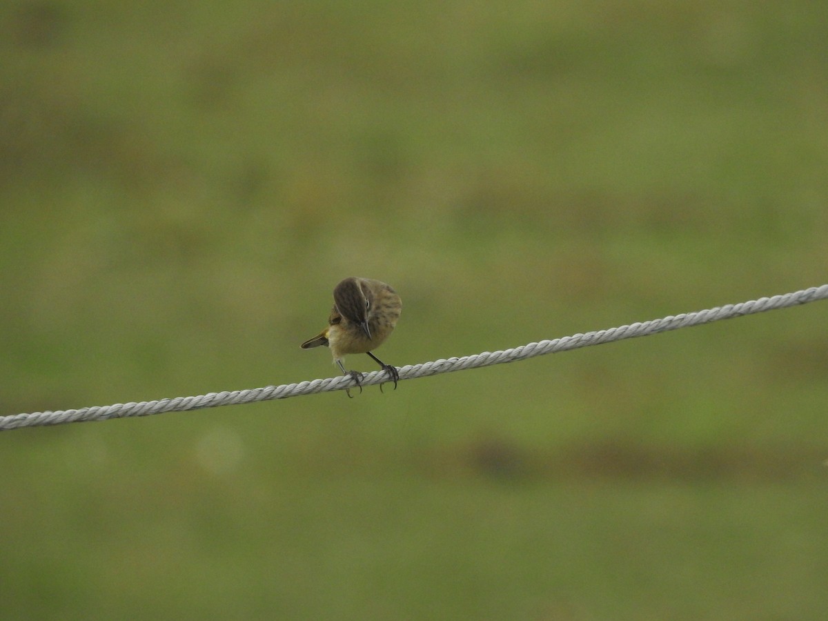 Palm Warbler (Western) - ML623960514