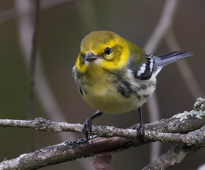 Black-throated Green Warbler - John Cassady