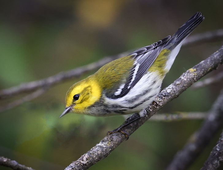 Black-throated Green Warbler - John Cassady