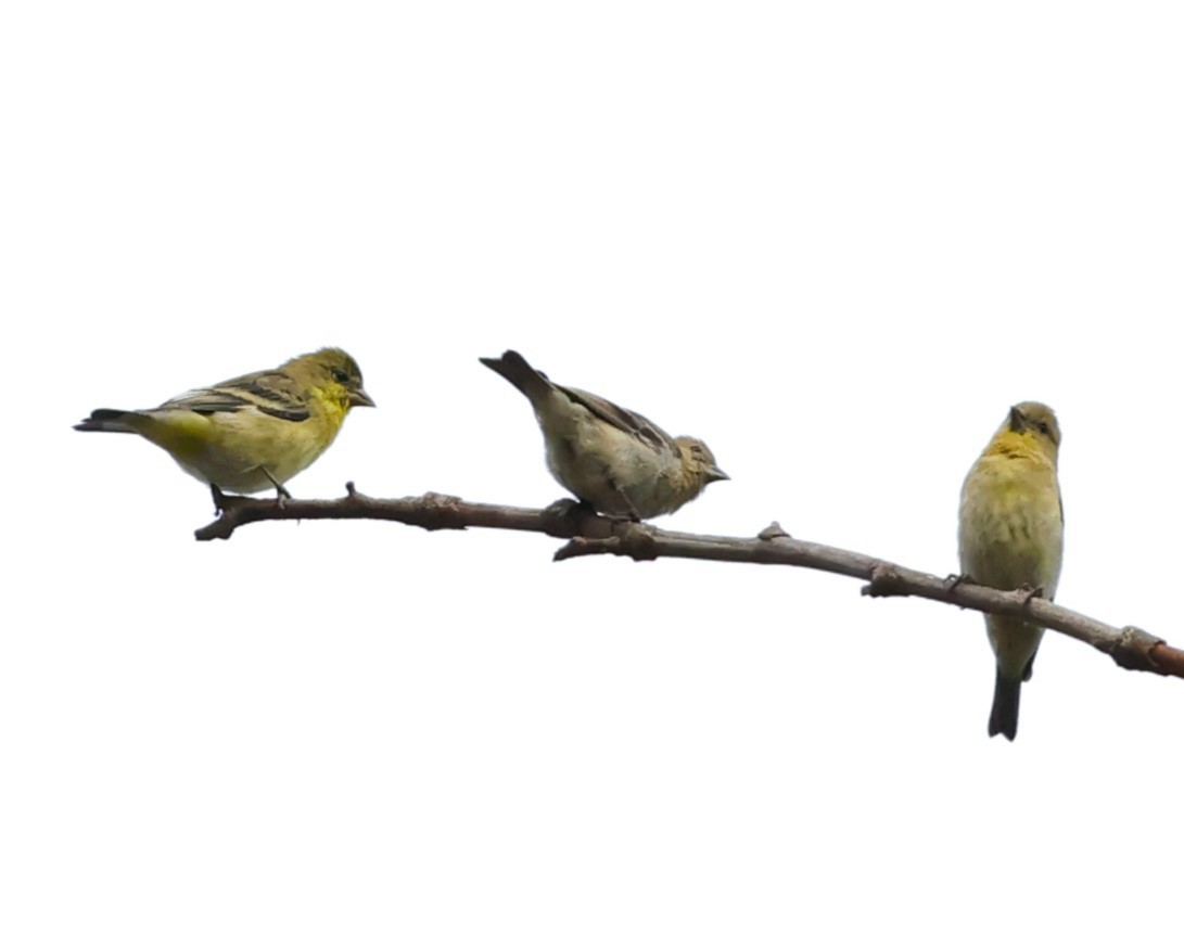 Lesser Goldfinch - ML623960524