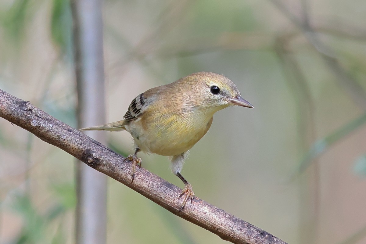 Bay-breasted Warbler - ML623960534