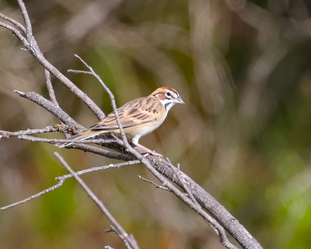 Lark Sparrow - ML623960539