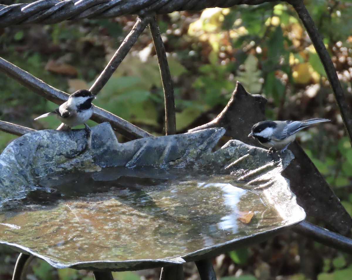 Black-capped Chickadee - ML623960549