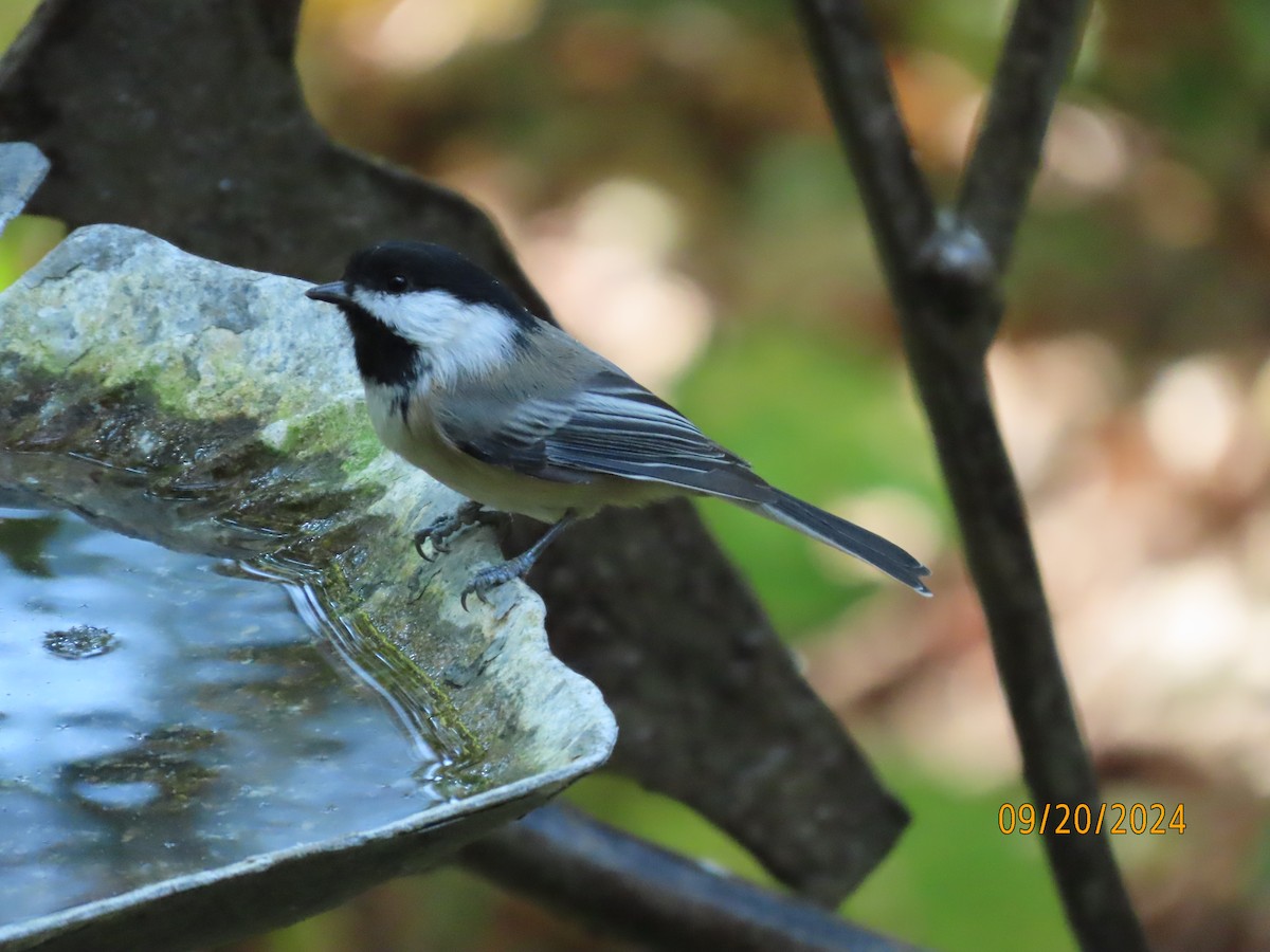 Black-capped Chickadee - ML623960550