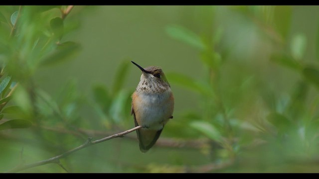 rødkolibri - ML623960551