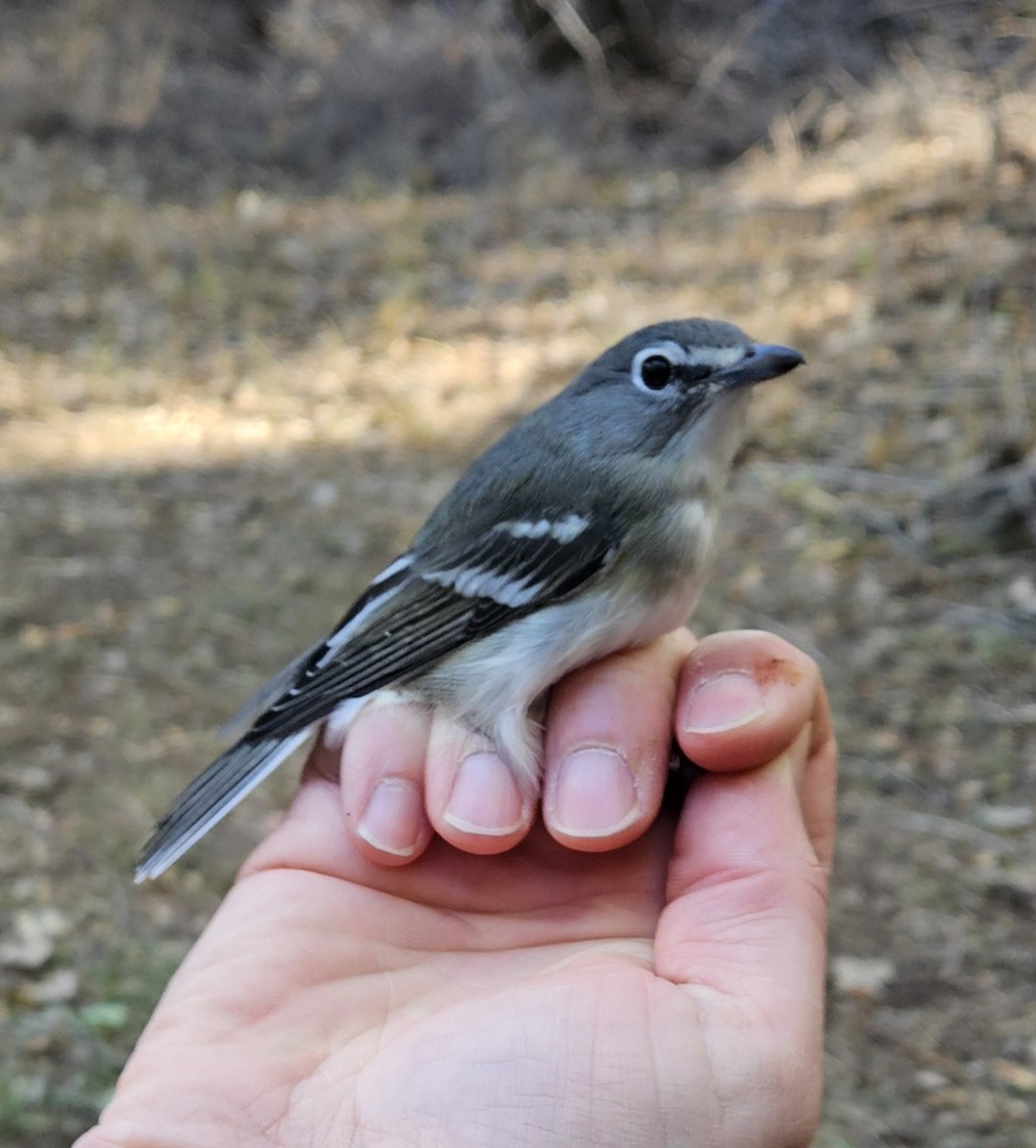 Plumbeous Vireo - ML623960556