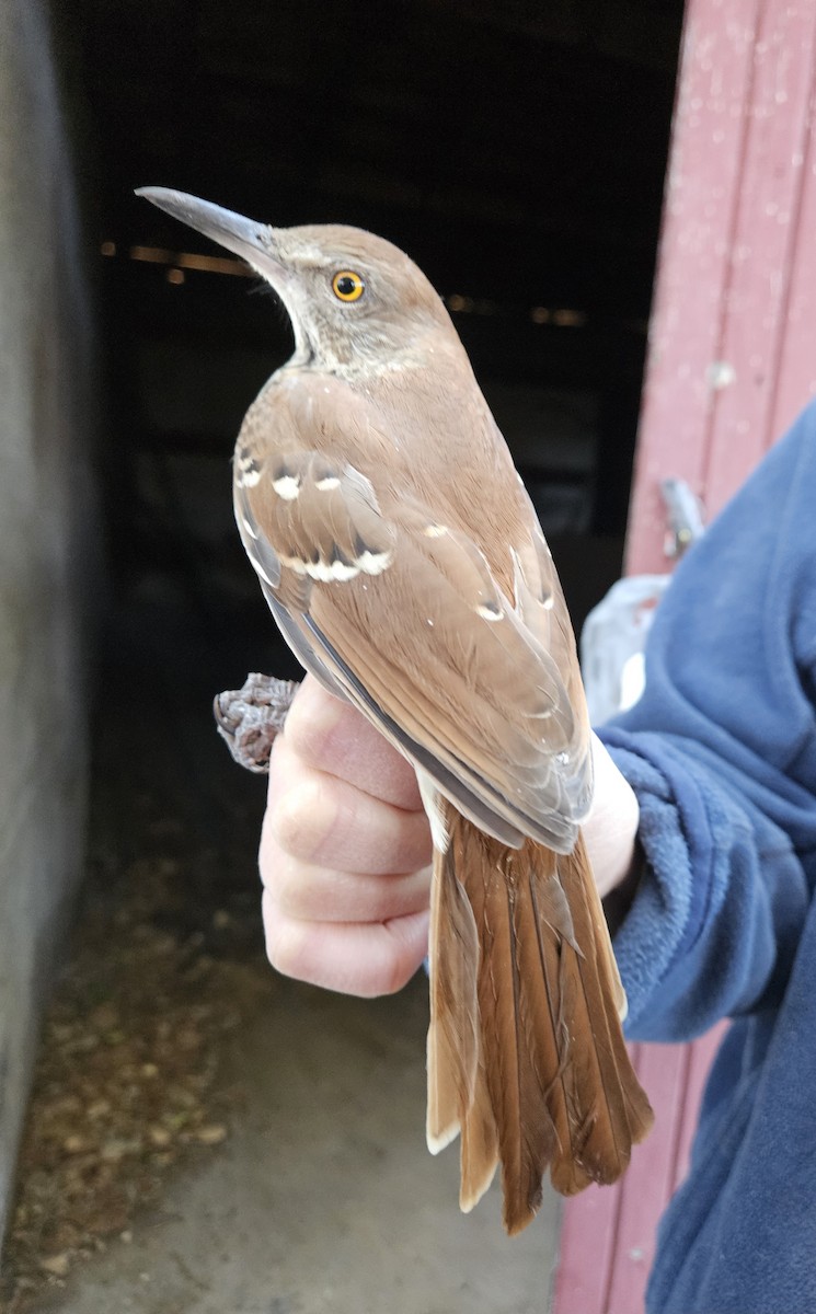 Brown Thrasher - ML623960562