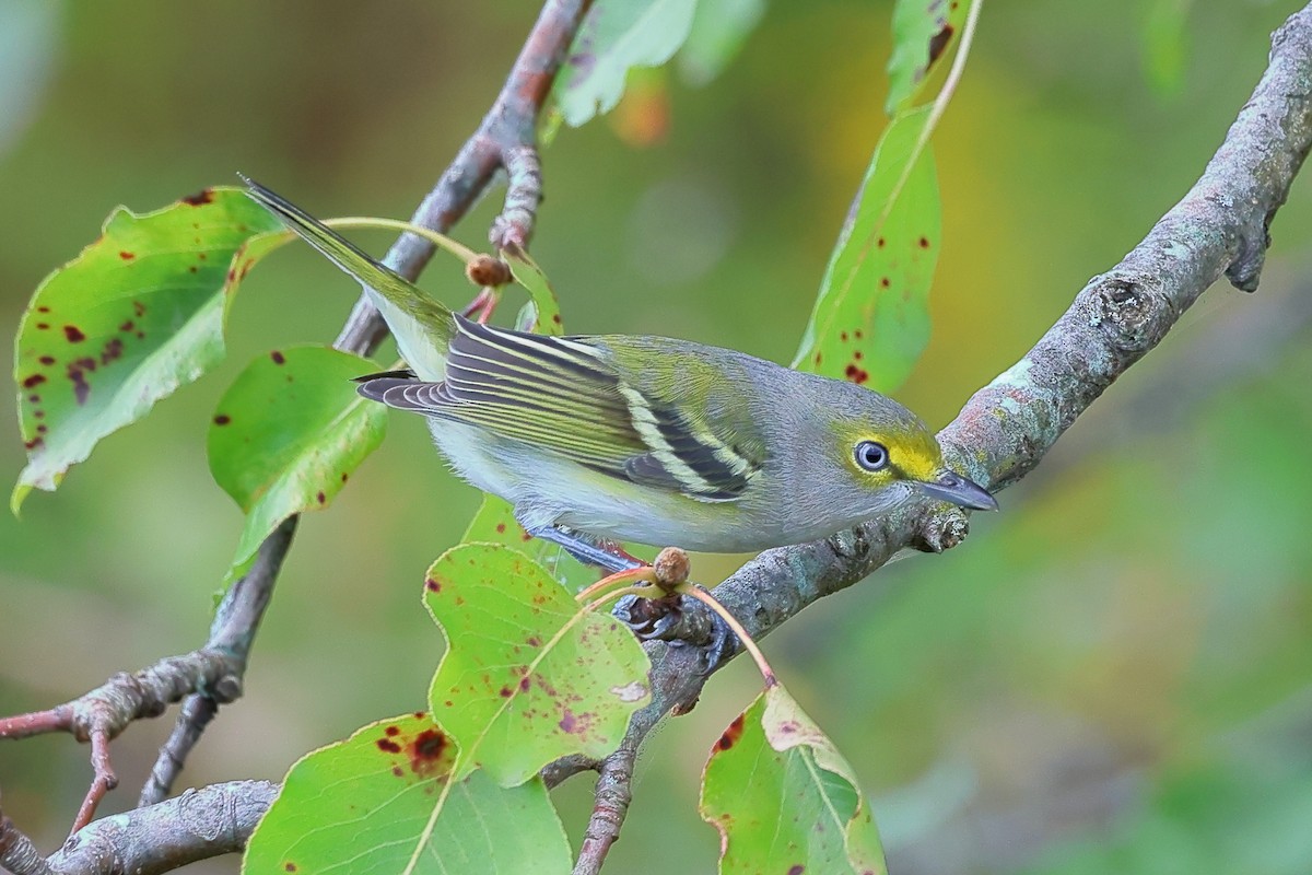 White-eyed Vireo - ML623960563