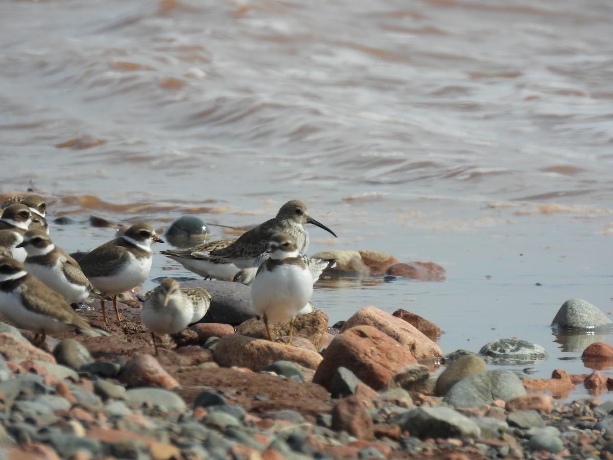 Dunlin - ML623960565