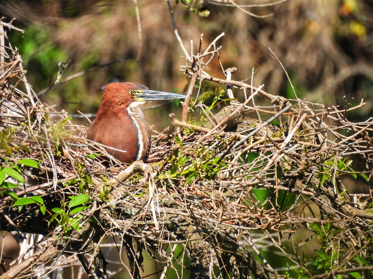 Rufescent Tiger-Heron - ML623960566