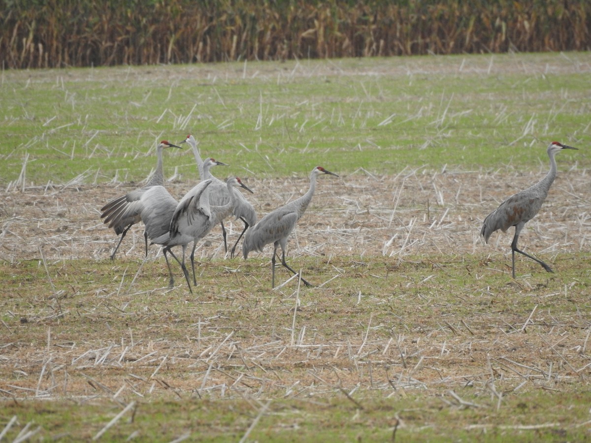 Sandhill Crane - ML623960567