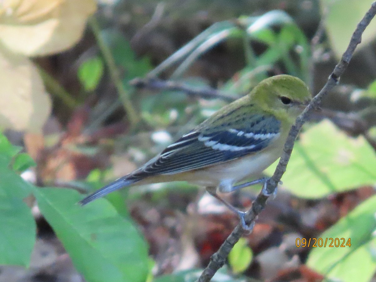 Bay-breasted Warbler - ML623960570