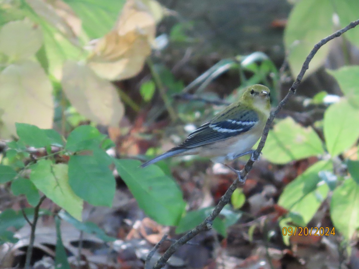 Bay-breasted Warbler - ML623960571