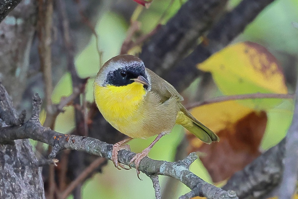 Common Yellowthroat - ML623960573