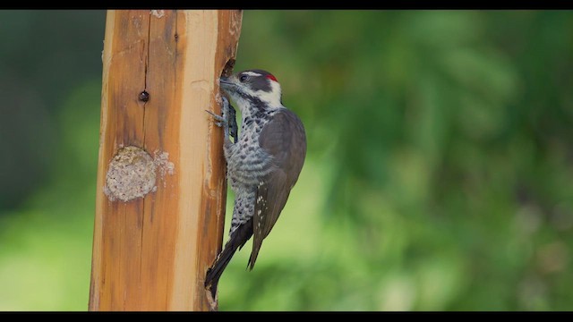 Arizona Woodpecker - ML623960575