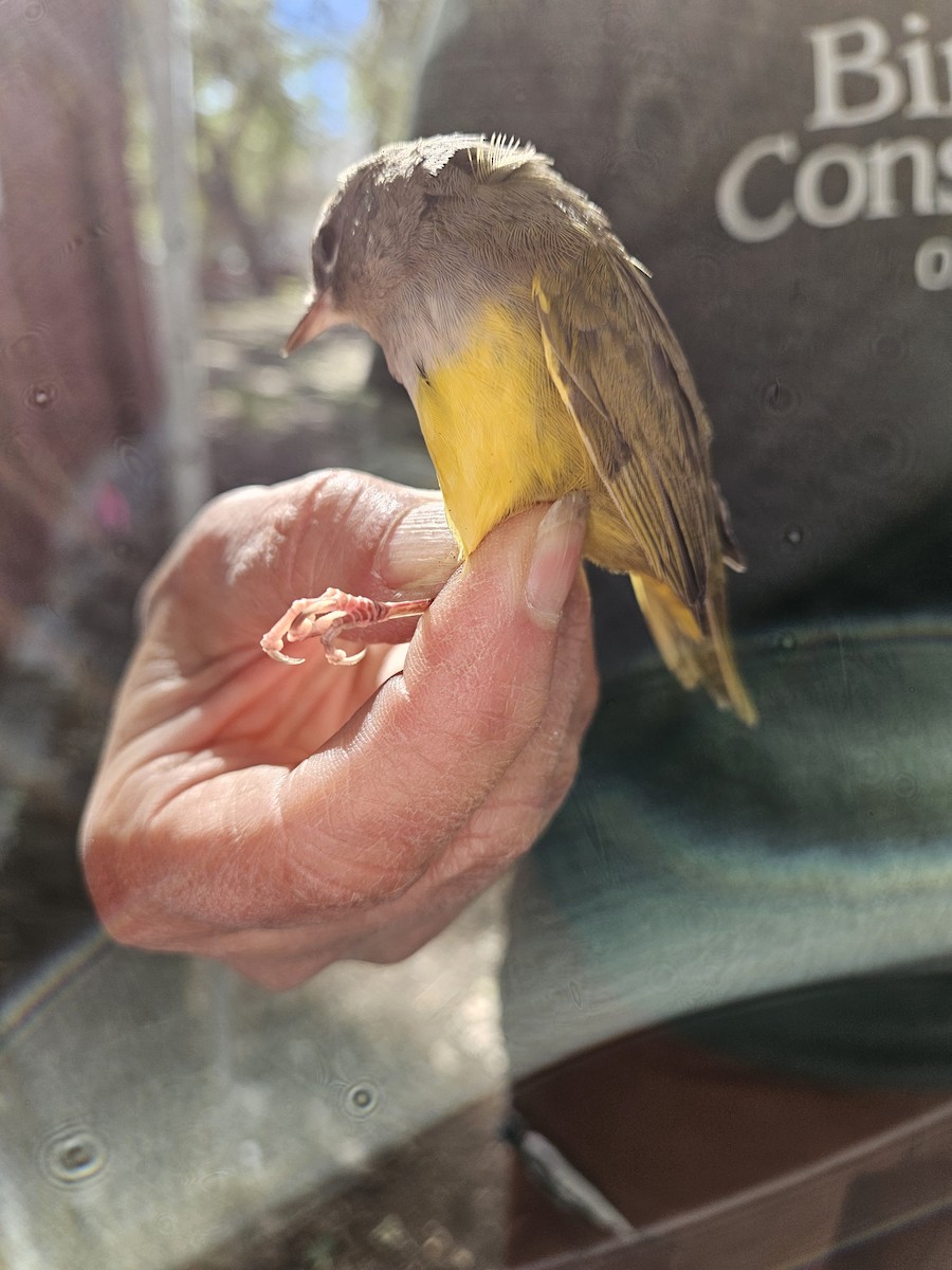 MacGillivray's Warbler - ML623960577