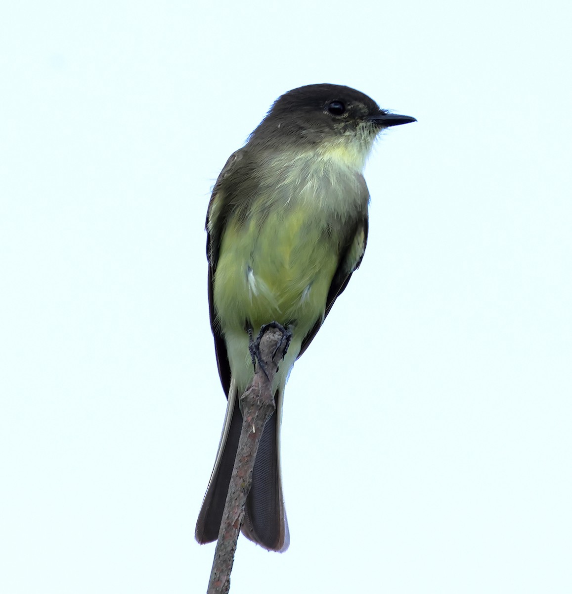 Eastern Phoebe - ML623960578