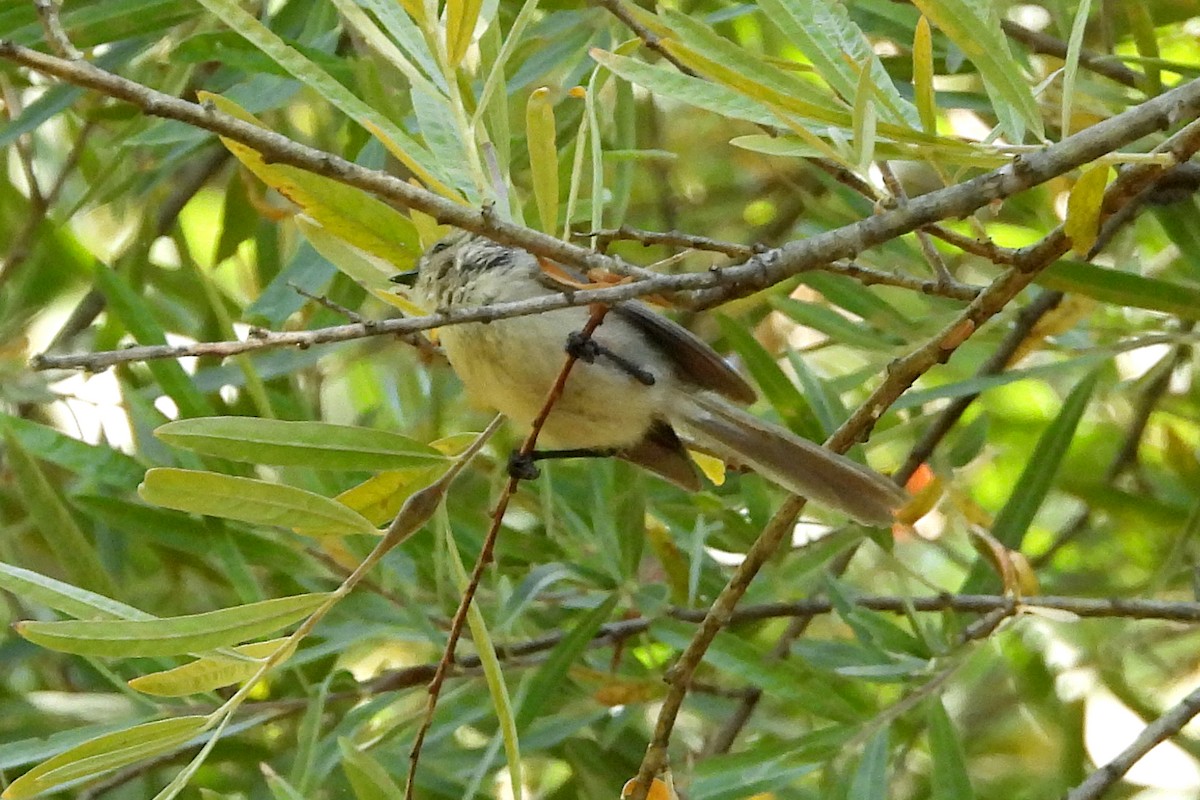 Bushtit - ML623960583