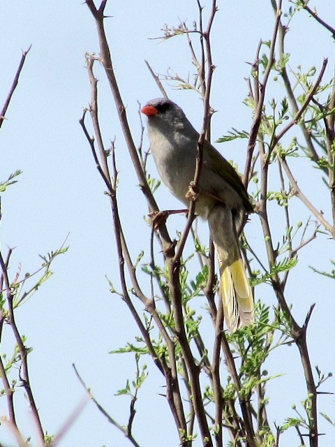 Great Pampa-Finch - ML623960585