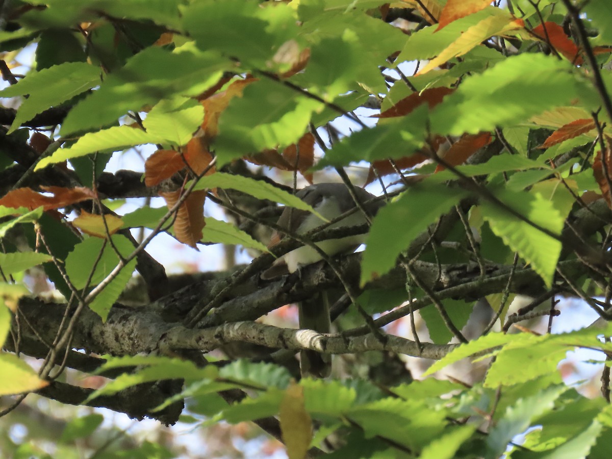 Yellow-billed Cuckoo - ML623960590