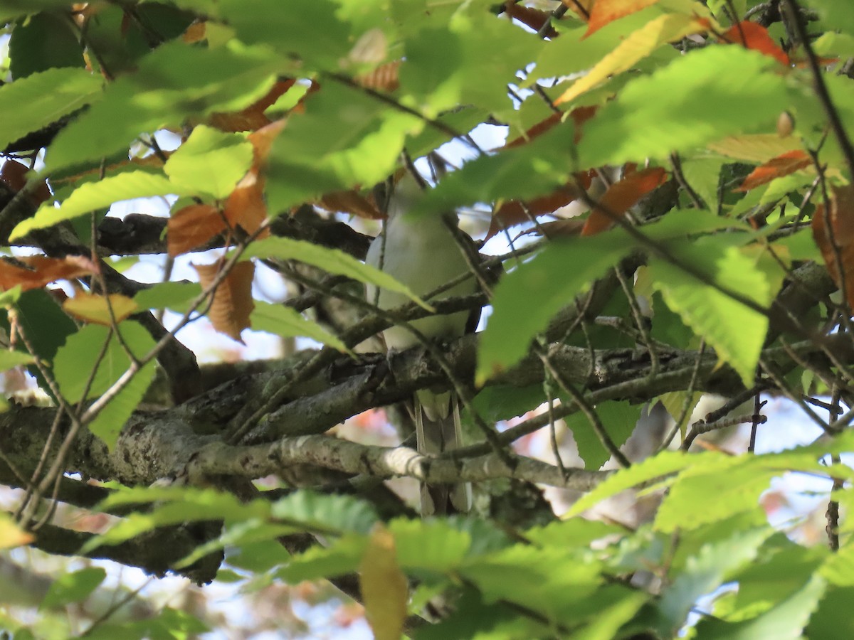 Yellow-billed Cuckoo - ML623960591