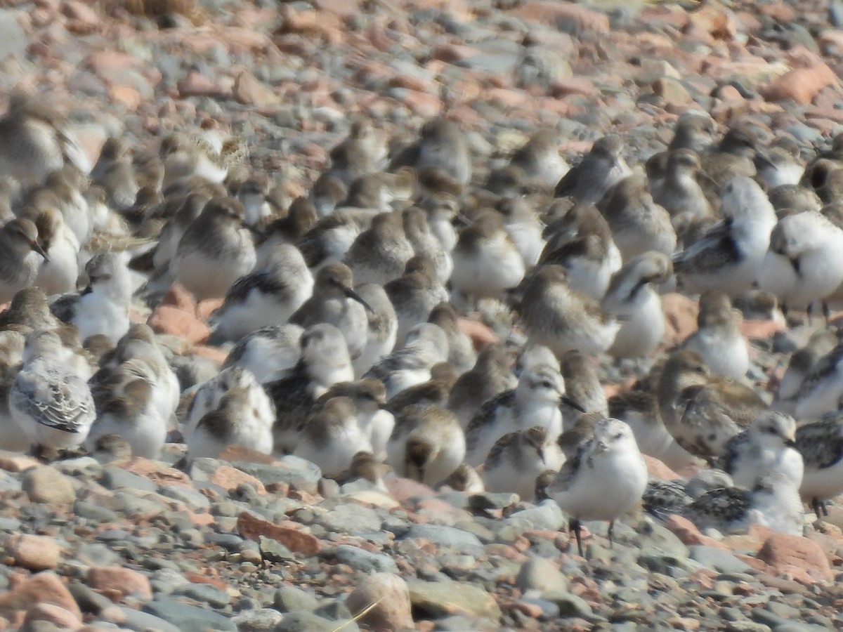 Semipalmated Sandpiper - ML623960592