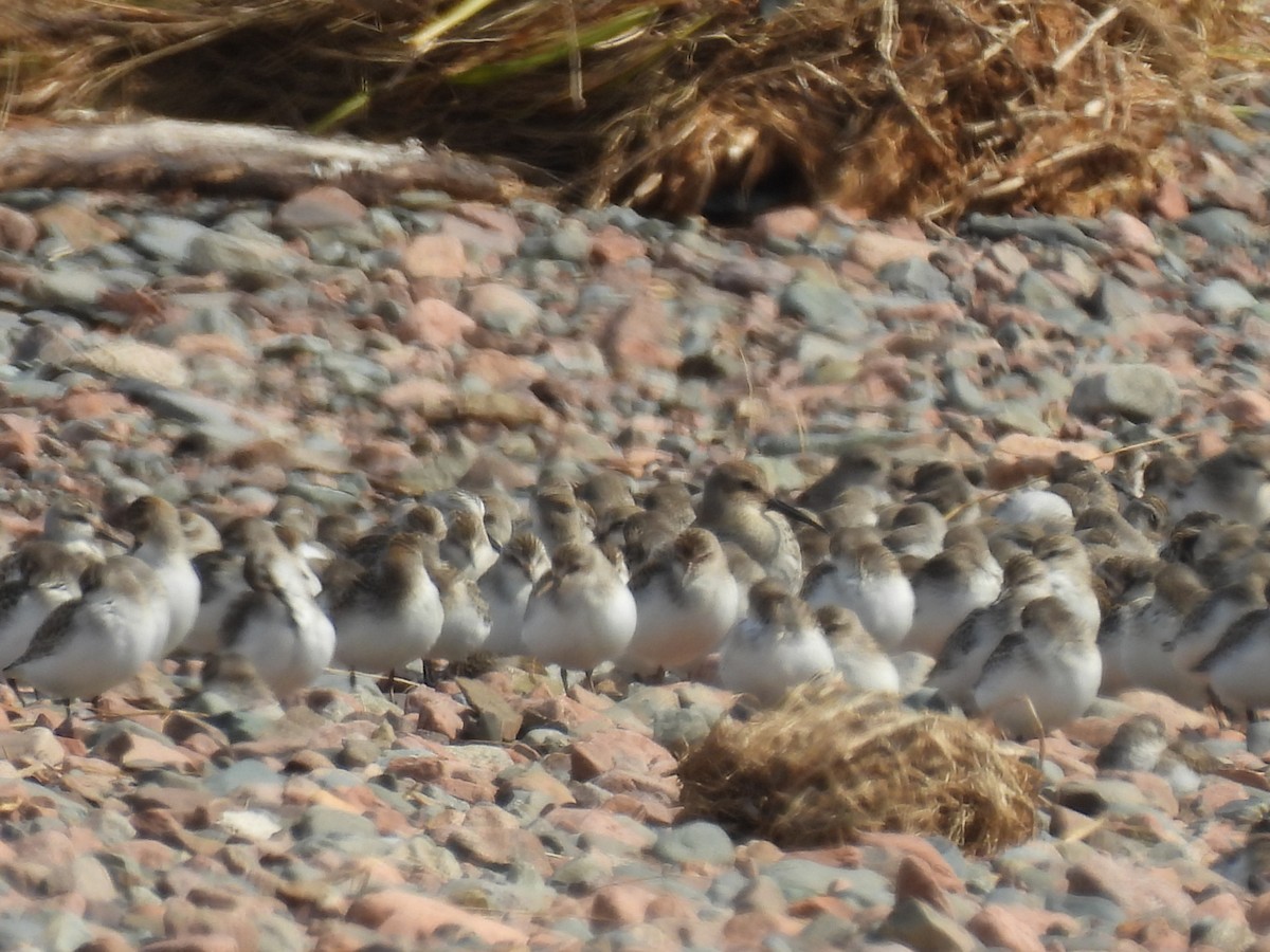 Semipalmated Sandpiper - ML623960593