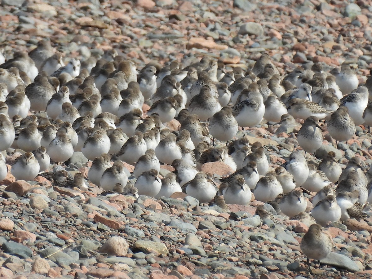 Semipalmated Sandpiper - ML623960594