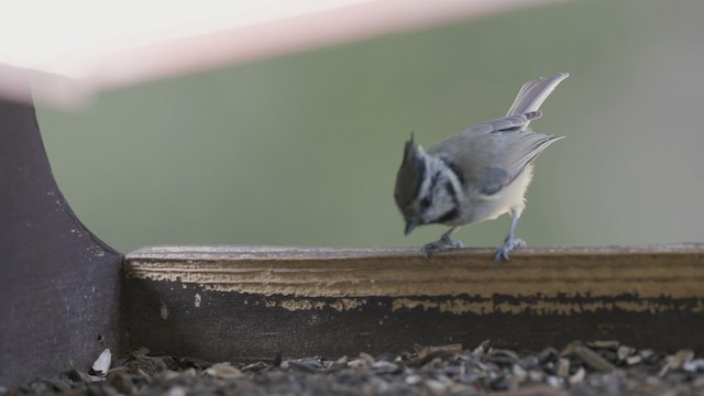 Bridled Titmouse - ML623960597