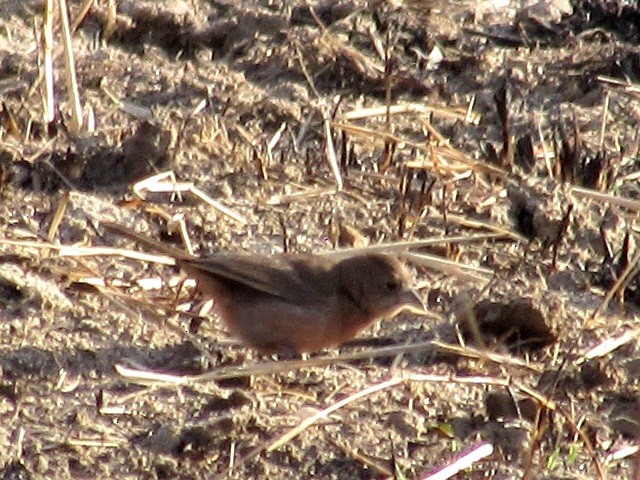 Red-crested Finch - ML623960598