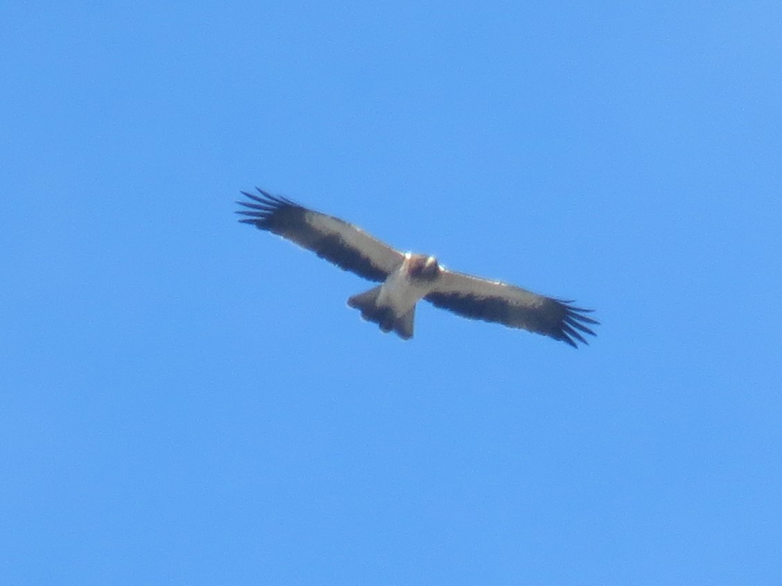 Booted Eagle - ML623960599