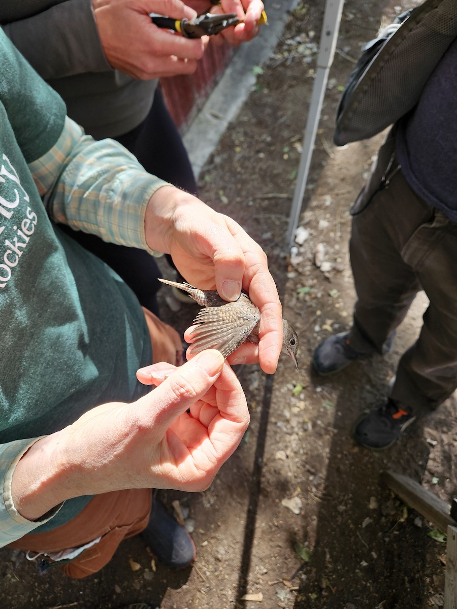 House Wren - ML623960600