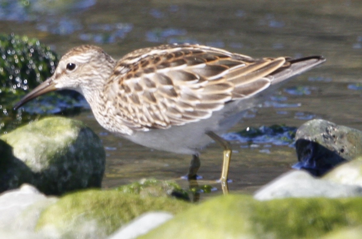 Pectoral Sandpiper - ML623960602