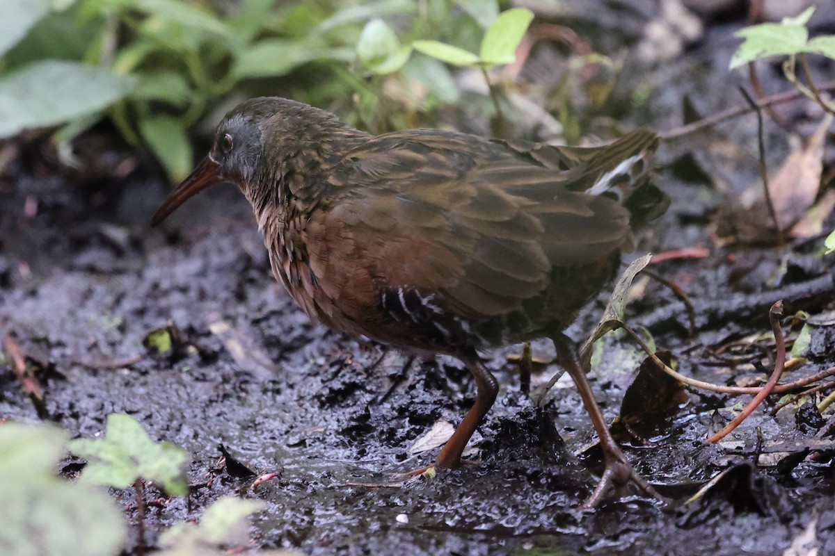 Virginia Rail - ML623960608